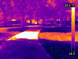 Thermal image of a footpath and trees