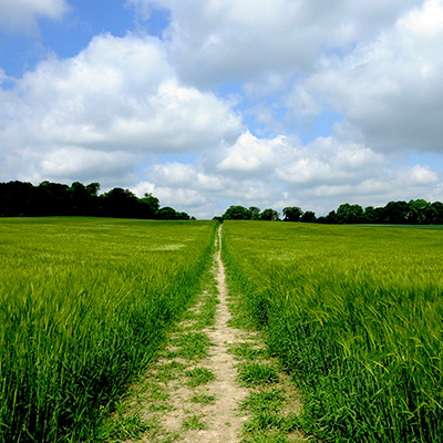 Dr Sarah Bowen staff profile image